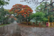 Jharkhand Weather Forecast : रांची में झमाझम बारिश, वज्रपात से 5 बकरियों की मौत, कब तक हैं बारिश के आसार